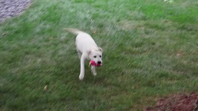 Video preview image #1 Labrador Retriever Puppy For Sale in SYRACUSE, IN, USA