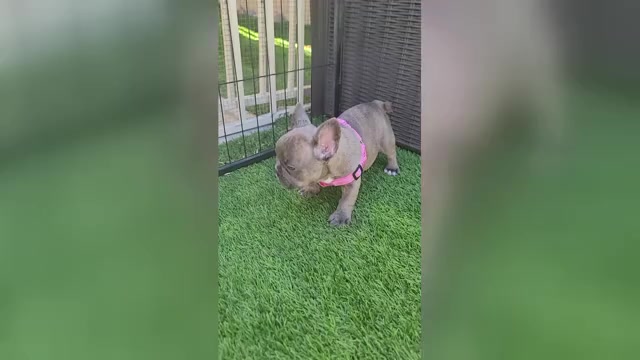 Video preview image #1 French Bulldog Puppy For Sale in LAS VEGAS, NV, USA