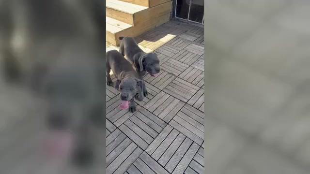 Video preview image #3 Cane Corso Puppy For Sale in STUART, IA, USA