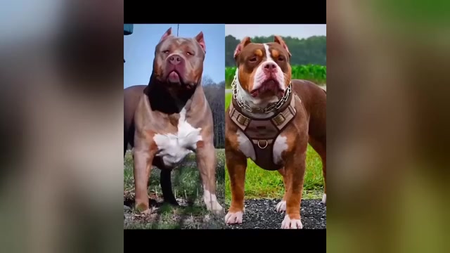 Video preview image #1 American Bully Puppy For Sale in HOPEWELL, VA, USA