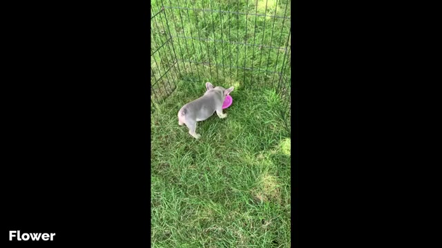 Video preview image #2 French Bulldog Puppy For Sale in BREMEN, IN, USA