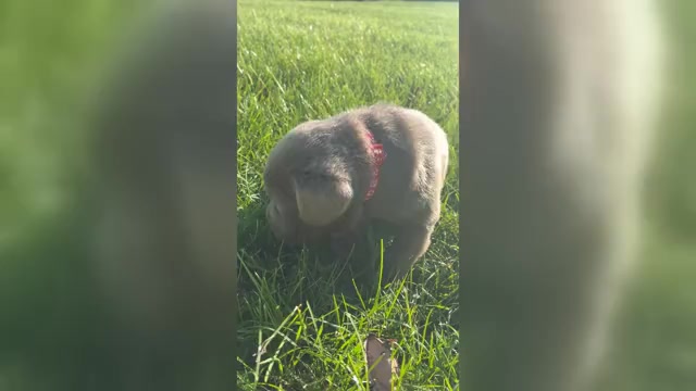 Video preview image #5 Labrador Retriever Puppy For Sale in WALDRON, MI, USA