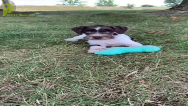Video preview image #7 Schnauzer (Miniature) Puppy For Sale in WARSAW, IN, USA