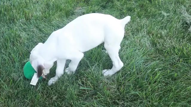 Video preview image #1 Boxer Puppy For Sale in SHIPSHEWANA, IN, USA