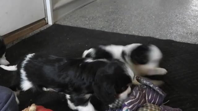 Video preview image #1 Cavalier King Charles Spaniel Puppy For Sale in CARLISLE, KY, USA