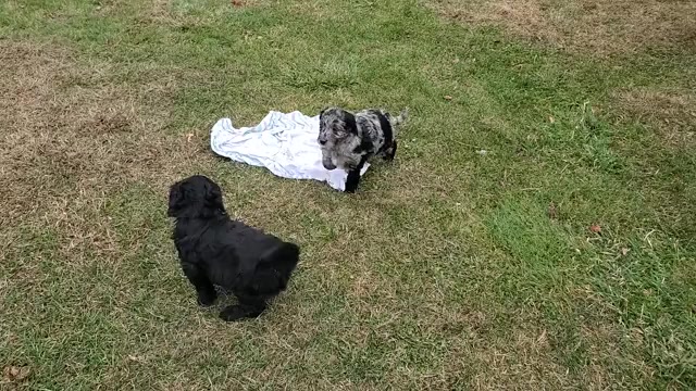 Video preview image #1 Cattle Doodle Puppy For Sale in ATHENS TOWNSHIP, PA, USA