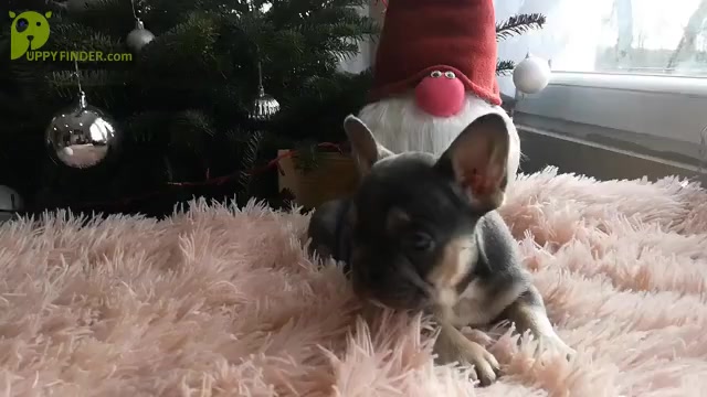 Video preview image #6 French Bulldog Puppy For Sale in BOSTON, MA, USA