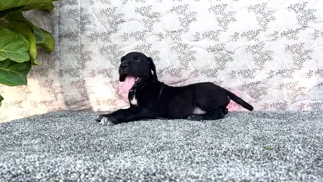 Video preview image #5 Great Dane Puppy For Sale in WAKARUSA, IN, USA