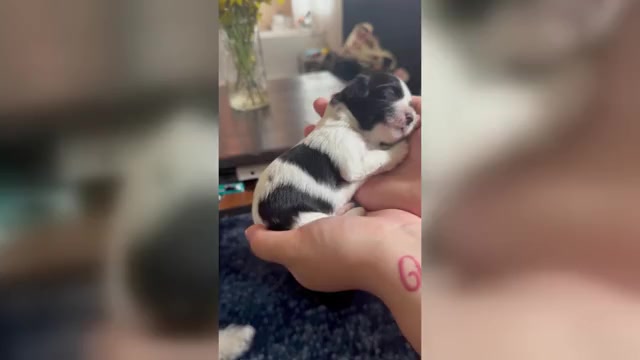 Video preview image #2 Maltipoo-Shih-Poo Mix Puppy For Sale in TACOMA, WA, USA