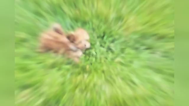 Video preview image #1 Morkie Puppy For Sale in WARSAW, IN, USA