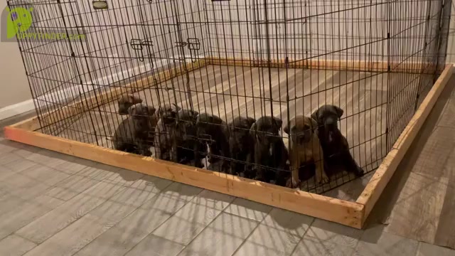 Video preview image #1 Cane Corso Puppy For Sale in DENTSVILLE, MD, USA