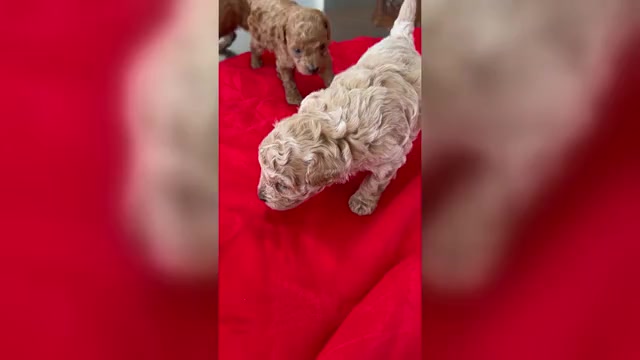Video preview image #1 Poodle (Toy) Puppy For Sale in MADERA, CA, USA