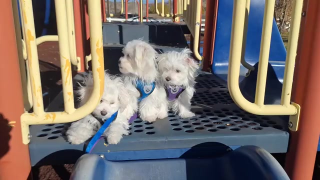 Video preview image #1 Maltese Puppy For Sale in BEAR RIVER, WY, USA