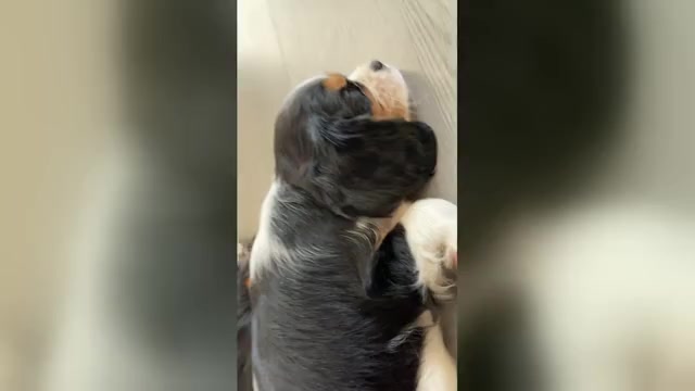 Video preview image #10 Cavalier King Charles Spaniel Puppy For Sale in SANTA ROSA, CA, USA