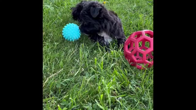 Video preview image #3 Morkie Puppy For Sale in ROCK STREAM, NY, USA