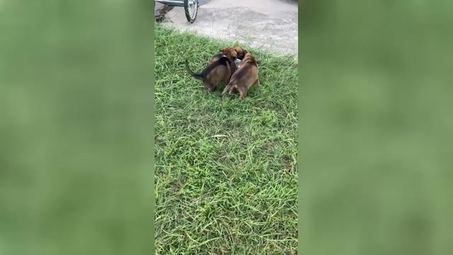 Video preview image #1  Breeder Profile in HASLET, TX, USA