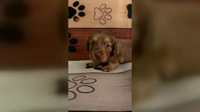 Video preview image #1 Dachshund Puppy For Sale in CHARLOTTESVILLE, VA, USA