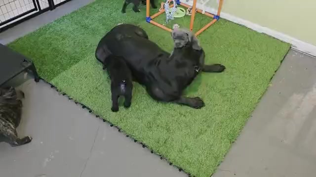 Video preview image #3 Cane Corso Puppy For Sale in SAINT AUGUSTINE, FL, USA