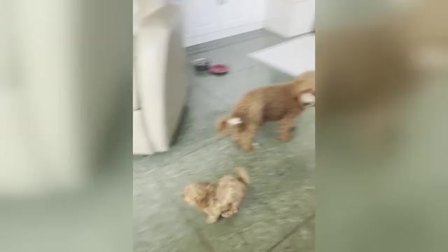 Video preview image #2 Cavapoo-Poodle (Toy) Mix Puppy For Sale in PENSACOLA, FL, USA