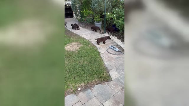 Video preview image #1 Labrador Retriever Puppy For Sale in SEFFNER, FL, USA