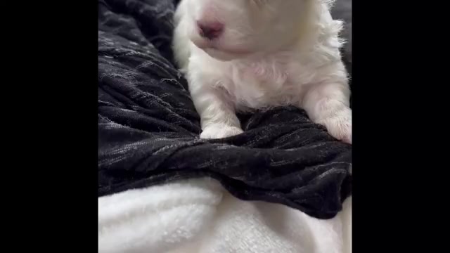 Video preview image #1 Morkie Puppy For Sale in ROCK STREAM, NY, USA