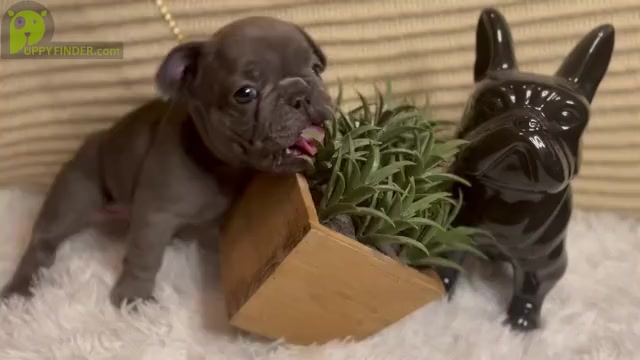 Video preview image #7 French Bulldog Puppy For Sale in SLIDELL, LA, USA