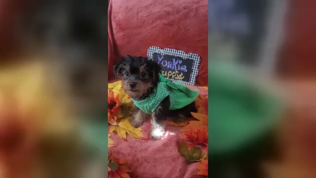 Video preview image #3 Yorkshire Terrier Puppy For Sale in AKRON, OH, USA
