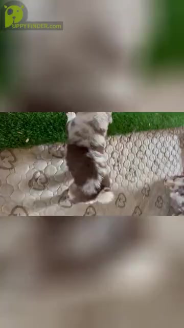 Video preview image #1 Australian Shepherd Puppy For Sale in RICHMOND, KY, USA