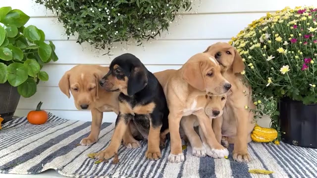Video preview image #1 Golden Retriever-Jack Russell Terrier Mix Puppy For Sale in WAKARUSA, IN, USA
