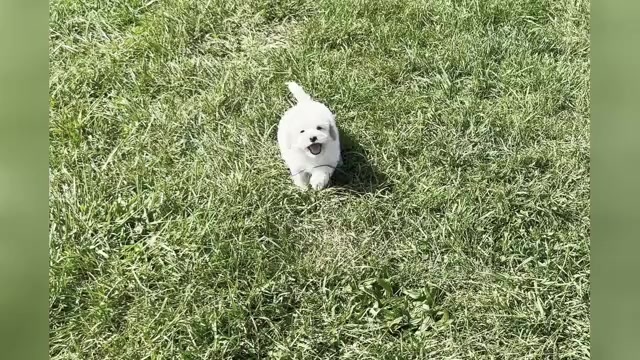 Video preview image #1 Maltipoo Puppy For Sale in WARSAW, IN, USA