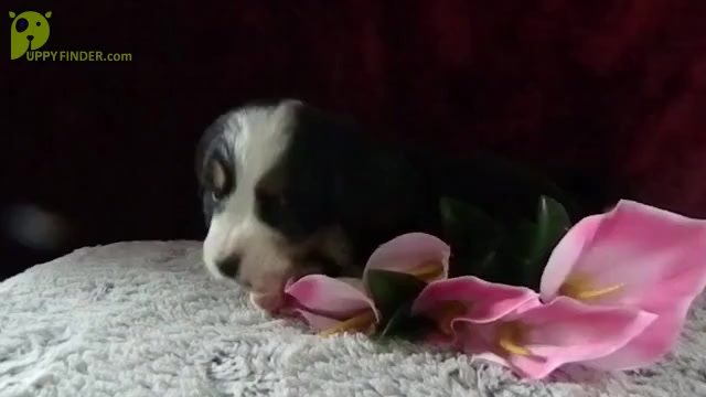 Video preview image #1 Bernese Mountain Dog Puppy For Sale in CLARE, MI, USA