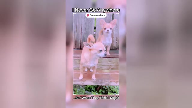 Video preview image #26  Breeder Profile in ADAMSVILLE, TN, USA
