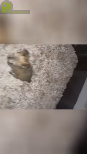 Video preview image #1 Morkie Puppy For Sale in ARLINGTON, TX, USA
