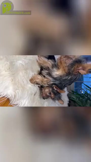 Video preview image #1 Yorkshire Terrier Puppy For Sale in ELKTON, KY, USA