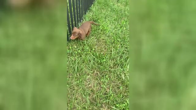 Video preview image #1 Dachshund Puppy For Sale in WARSAW, IN, USA