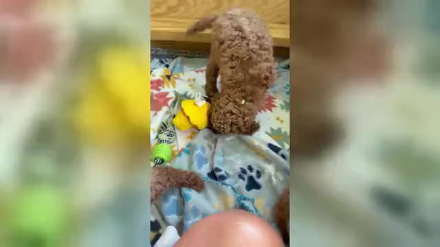 Video preview image #1 Goldendoodle (Miniature) Puppy For Sale in HAMILTON, AL, USA