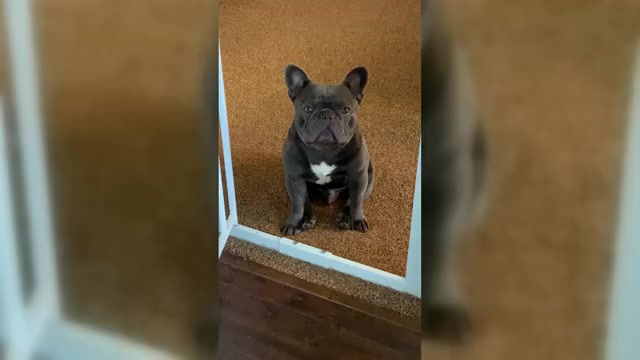 Video preview image #3  Breeder Profile in SANTA ANA, CA, USA