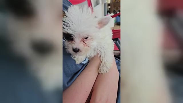 Video preview image #1 Yorkshire Terrier Puppy For Sale in CONKLIN, NY, USA
