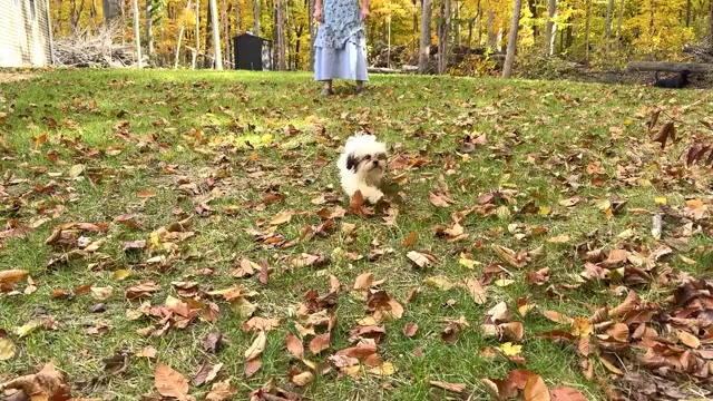 Video preview image #1 Shih Tzu Puppy For Sale in WAKARUSA, IN, USA
