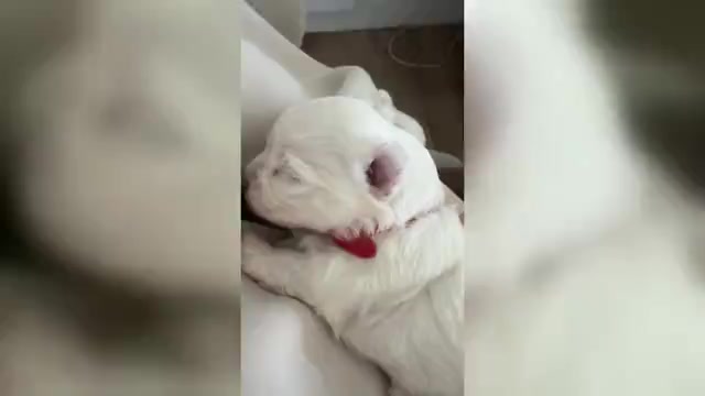 Video preview image #2 Maltese Puppy For Sale in CITRUS HEIGHTS, CA, USA