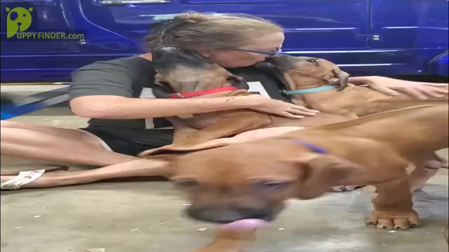 Video preview image #5  Breeder Profile in ALBA, TX, USA