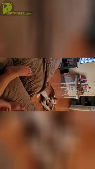 Video preview image #2  Breeder Profile in ROCKMART, GA, USA