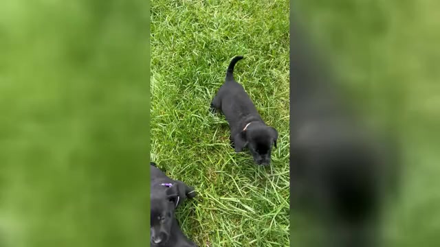 Video preview image #2 Labrador Retriever Puppy For Sale in NEOLA, WV, USA