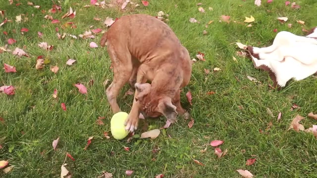 Video preview image #1 Boxer Puppy For Sale in SHIPSHEWANA, IN, USA