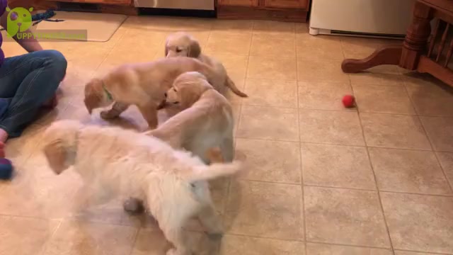Video preview image #5 Golden Retriever Puppy For Sale in WEBSTER CITY, IA, USA
