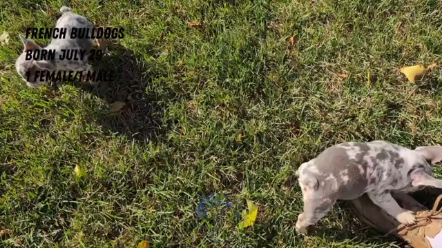 Video preview image #3 French Bulldog Puppy For Sale in GOSHEN, IN, USA