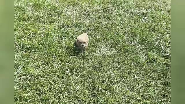 Video preview image #1 Maltipoo Puppy For Sale in WARSAW, IN, USA