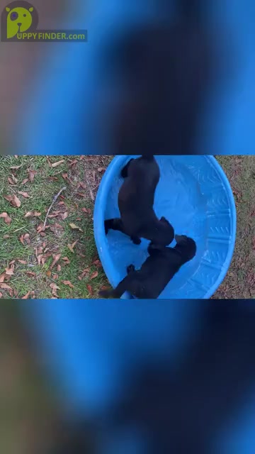 Video preview image #1  Breeder Profile in BROADWAY, NC, USA