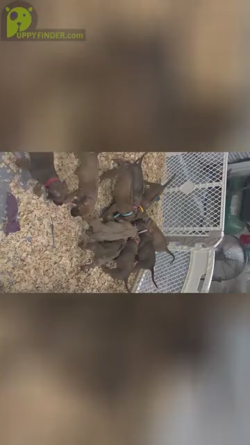 Video preview image #4  Breeder Profile in ALBA, TX, USA