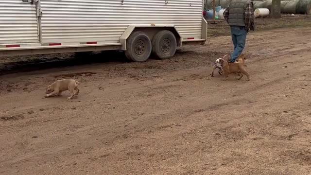 Video preview image #2 Olde English Bulldogge Puppy For Sale in CHETEK, WI, USA